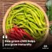 How green chilli helps you grow immunity