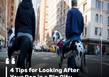 4 Tips for Looking After Your Dog in a Big City