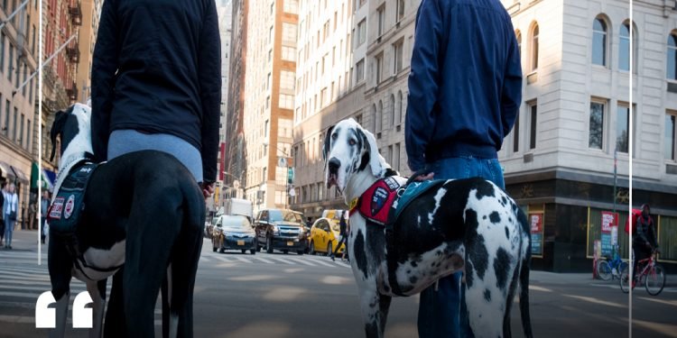 4 Tips for Looking After Your Dog in a Big City