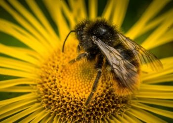 7 Amazing Benefits of Bee Pollen