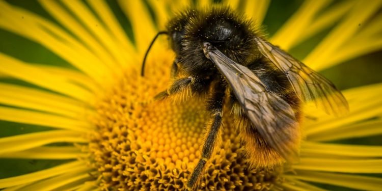 7 Amazing Benefits of Bee Pollen