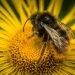 7 Amazing Benefits of Bee Pollen