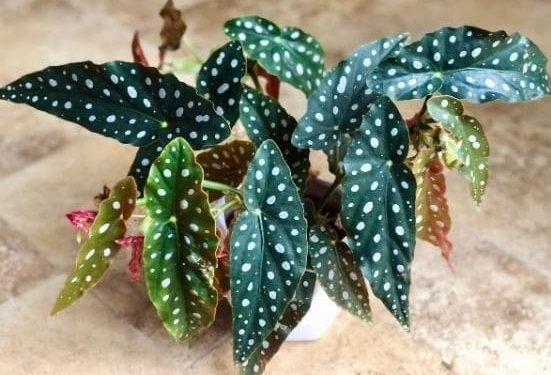 Interesting Facts About Begonia Maculata Mature Plant