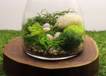 Admiring Moss Terrariums' Natural Charm