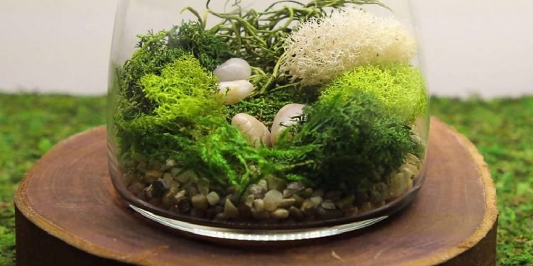 Admiring Moss Terrariums' Natural Charm