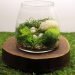 Admiring Moss Terrariums' Natural Charm
