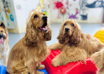 Pet Boarding vs. Pet Sitting: Which Option Is Best for Your Dog Care?