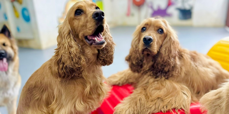 Pet Boarding vs. Pet Sitting: Which Option Is Best for Your Dog Care?